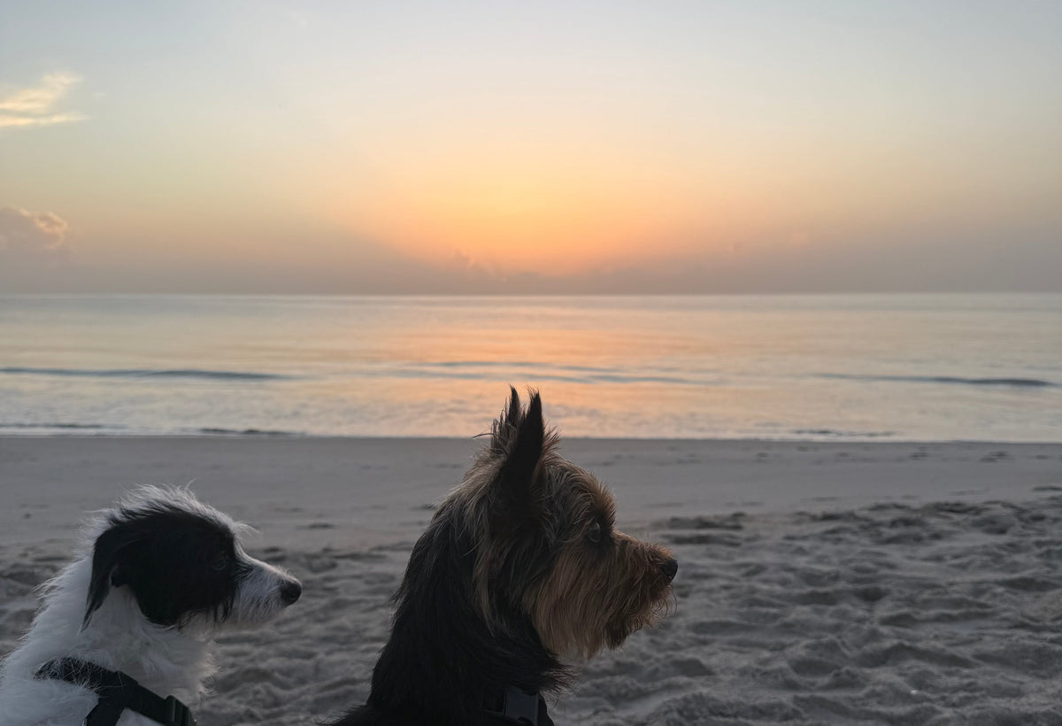 Two dogs sitting on a beach chair on a sandy beach at sunset, looking out toward the ocean. One dog is black and tan, and the other is white and black.